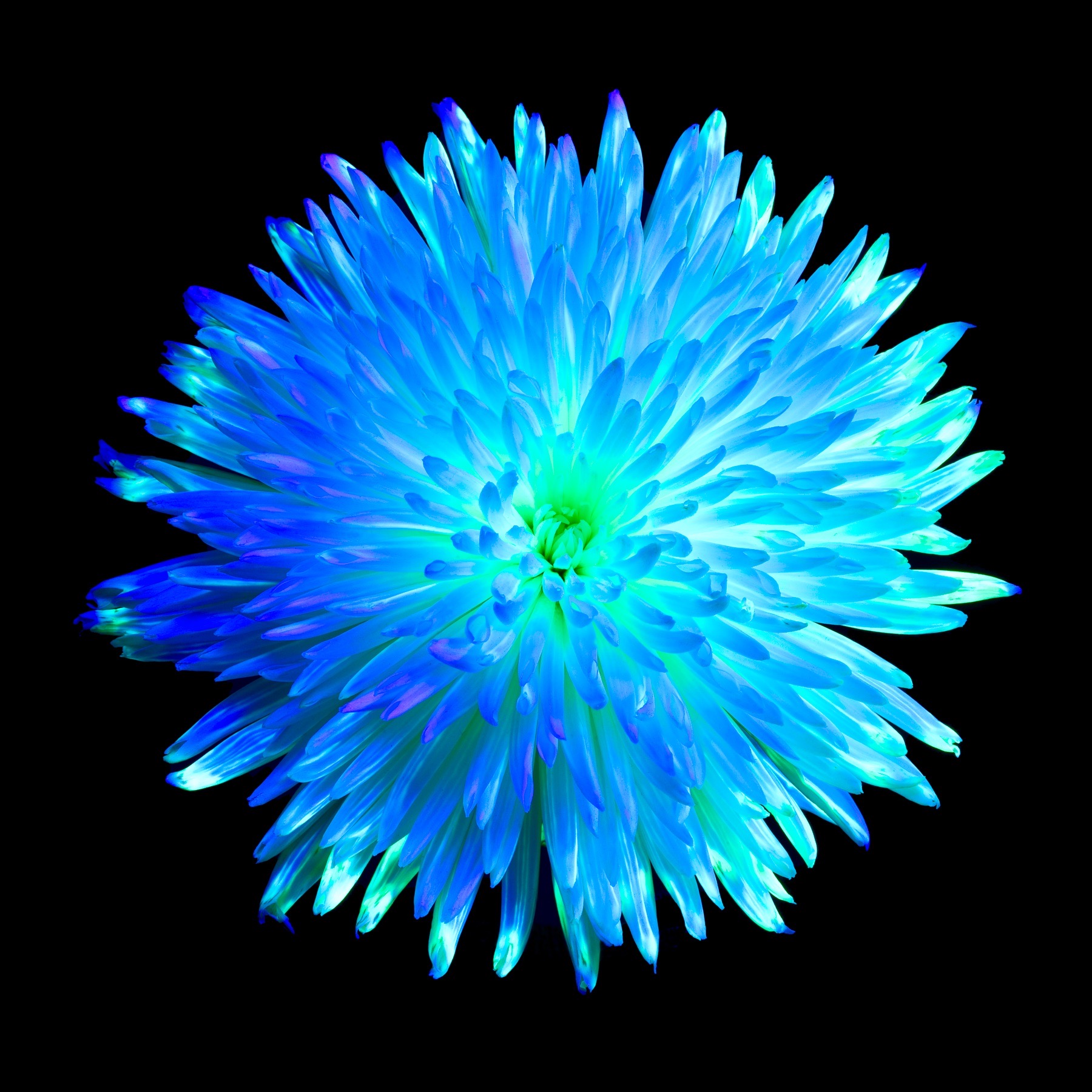 Fleur D’or Chrysantheme