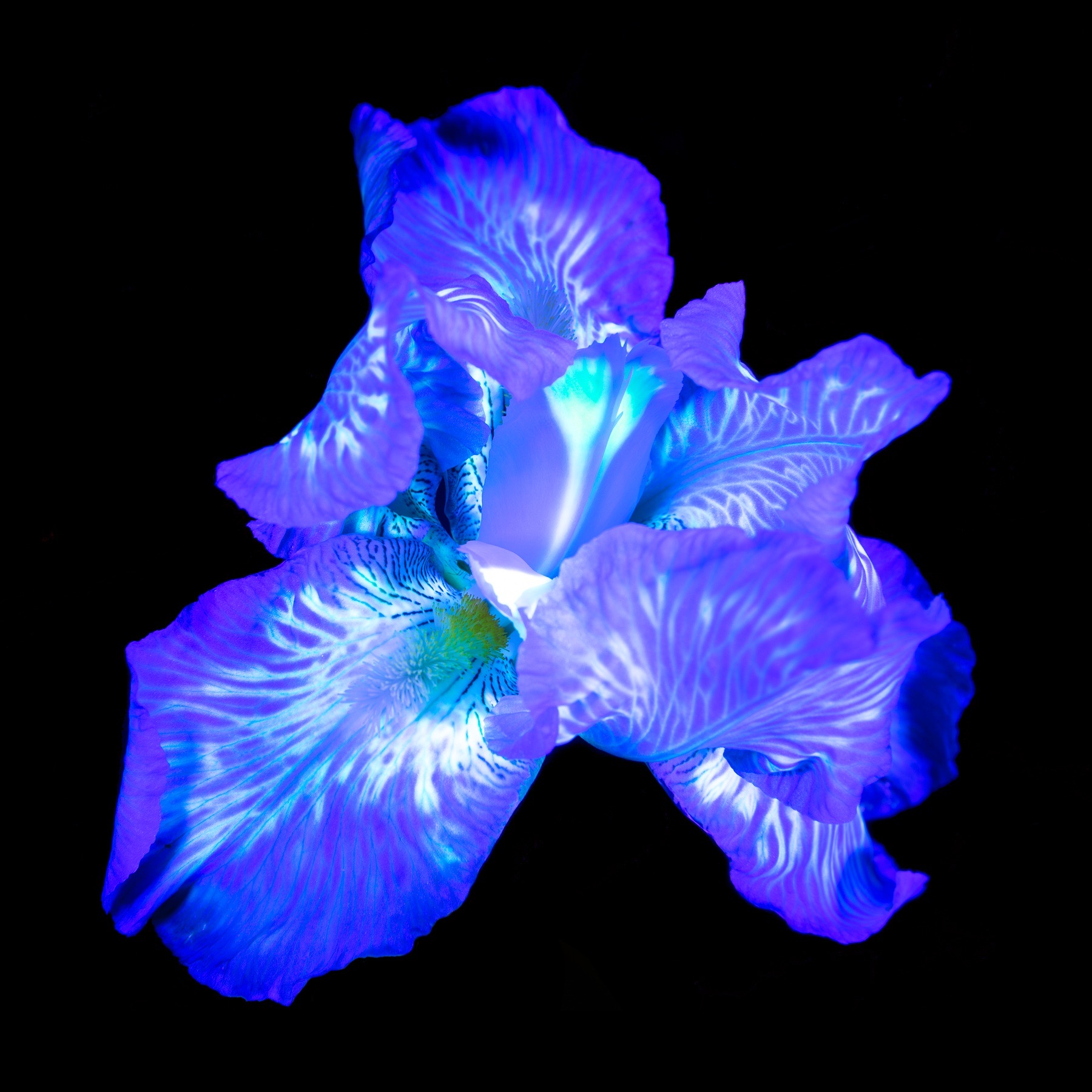 Hélicoïde Iris