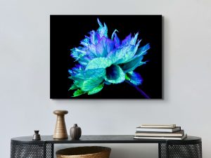 Iridescence Peonia ((