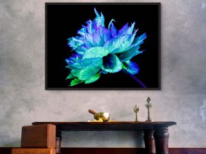 Iridescence Peonia