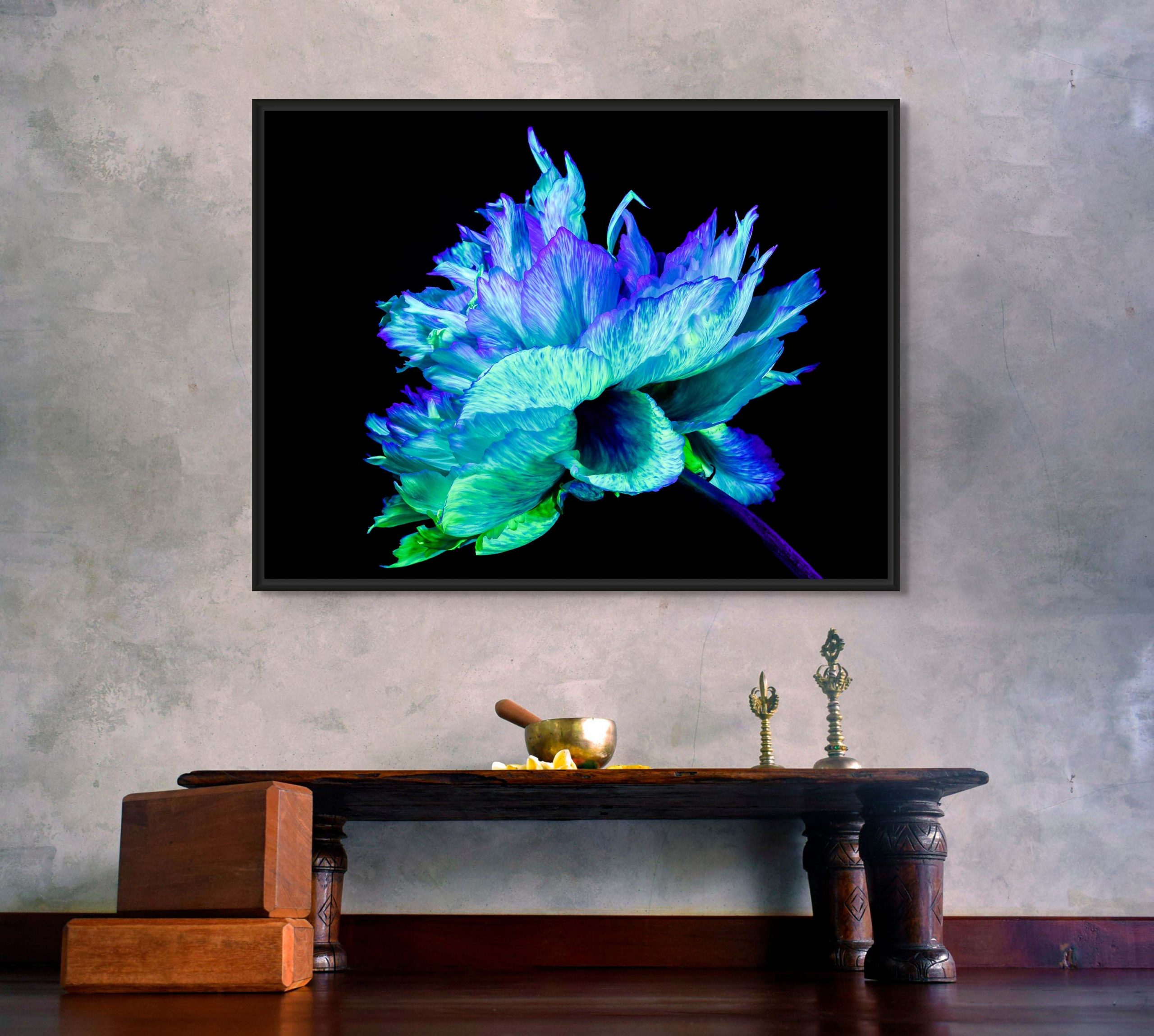 Iridescence Peonia