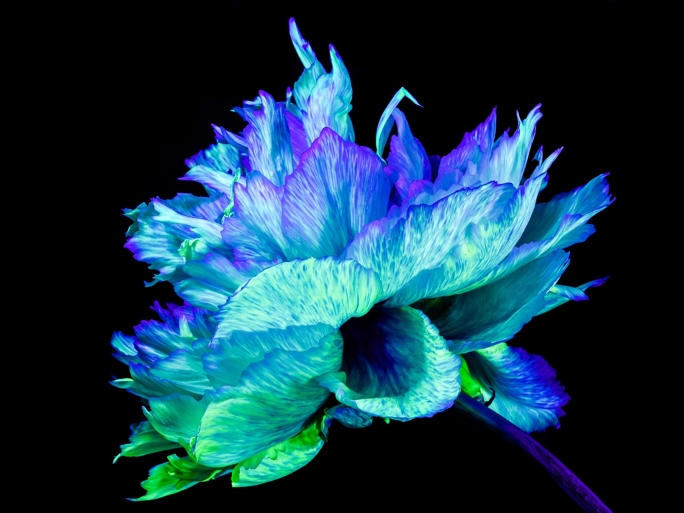 Iridescence Peonia