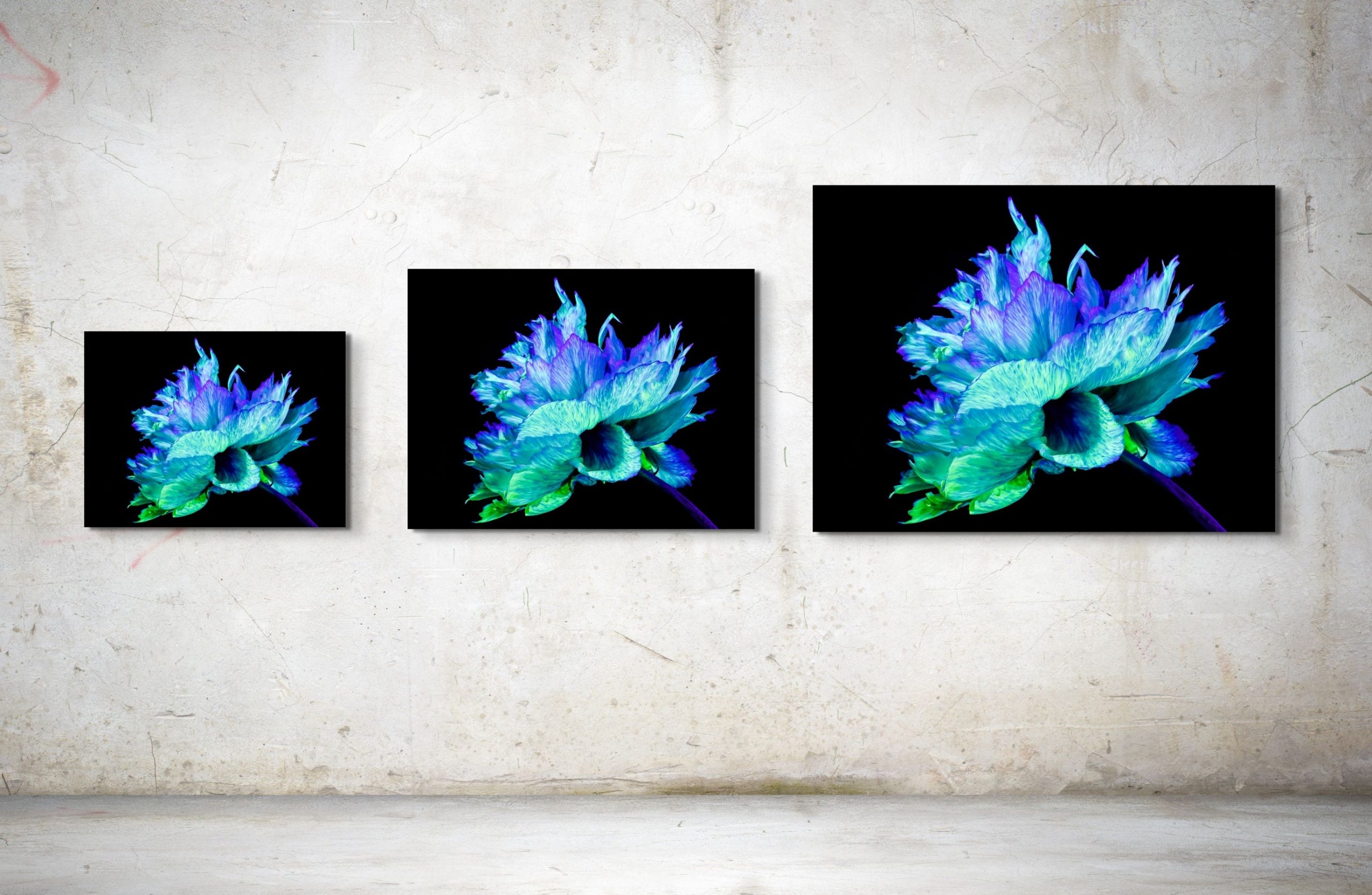 Iridescence Peonia fsdfsds