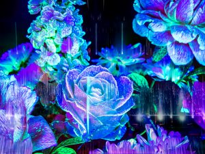 https://www.charleshamonnais.com/wp-content/uploads/2023/10/Drop-flower-to-the-light.jpg