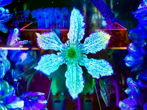 Star light